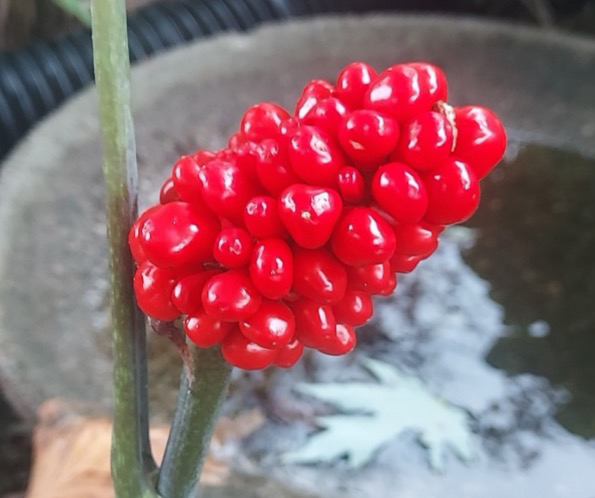 A cluster of bright red berries growing on a green stem. The berries are glossy and tightly packed together, forming an oval shape. 